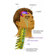 Illustration for article titled A Single Neck Injection Could Cure PTSD